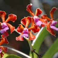 Image of Vanda perplexa Motes & D. L. Roberts