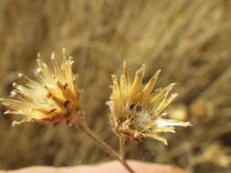 Image of spotted knapweed