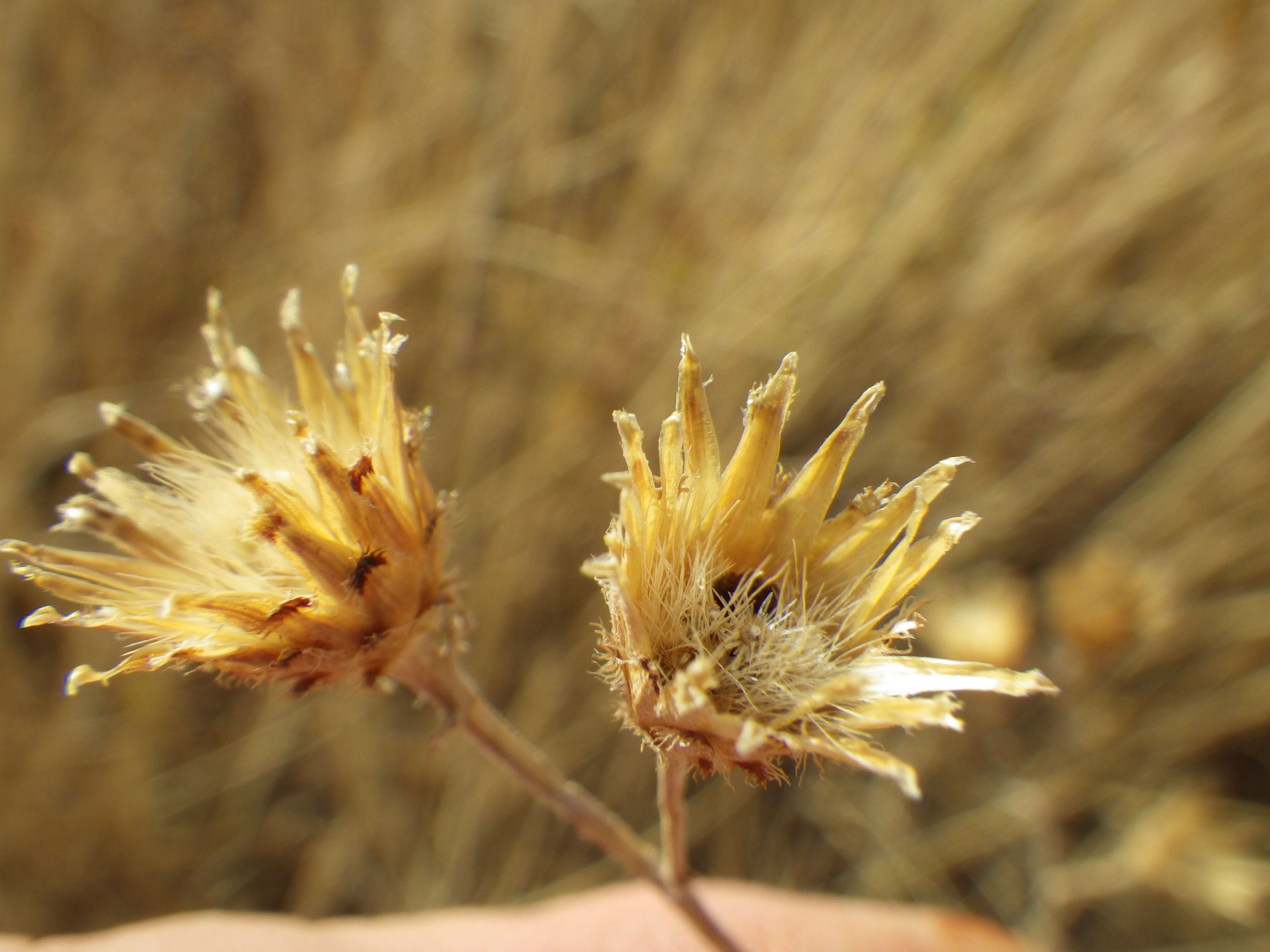 Image of spotted knapweed