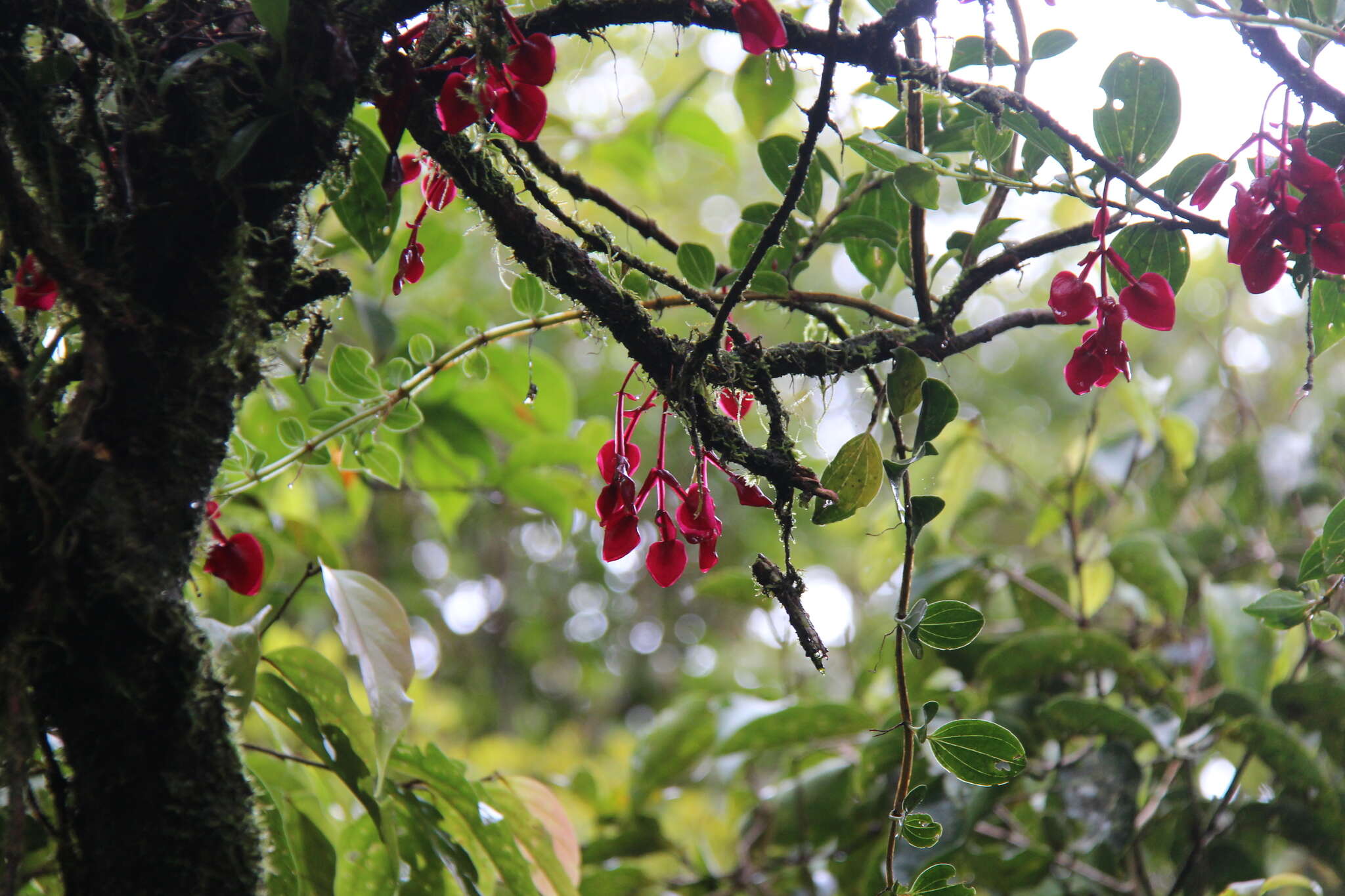 Image of Medinilla waterhousei Seem.