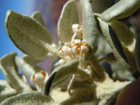 Image of roundleaf buffaloberry