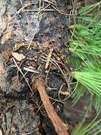 Image of larch dwarf mistletoe