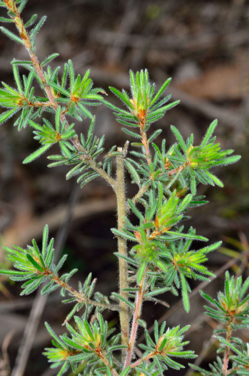 Image of Pultenaea daltonii H. B. Will.