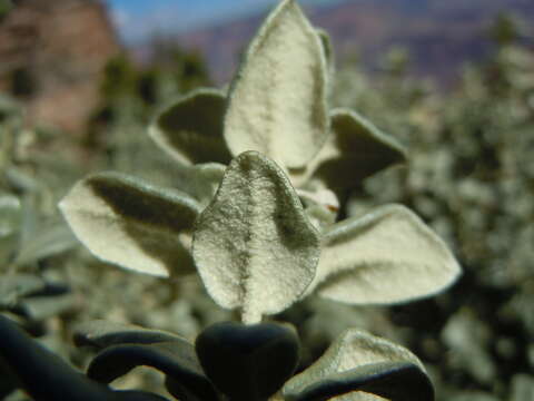 Image of roundleaf buffaloberry