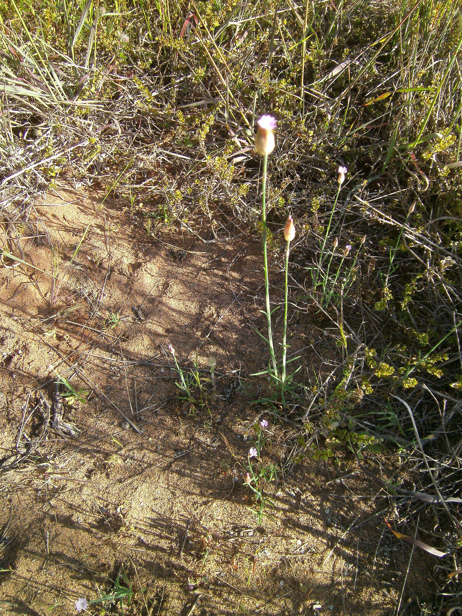 Image of proliferous pink