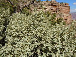 Imagem de Shepherdia rotundifolia Parry