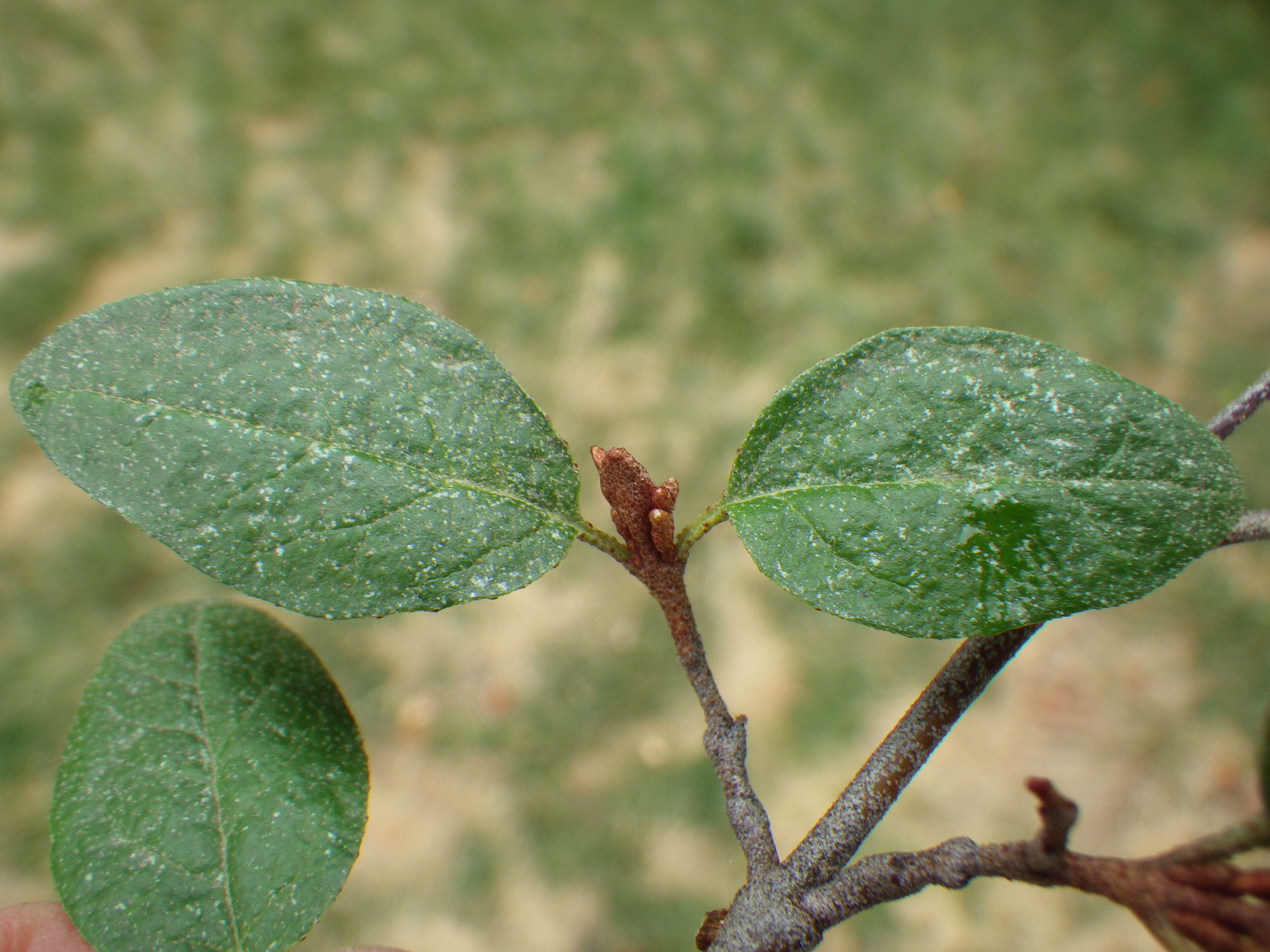 Imagem de Shepherdia canadensis (L.) Nutt.