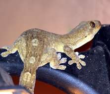 Image of Wahlberg's Velvet Gecko