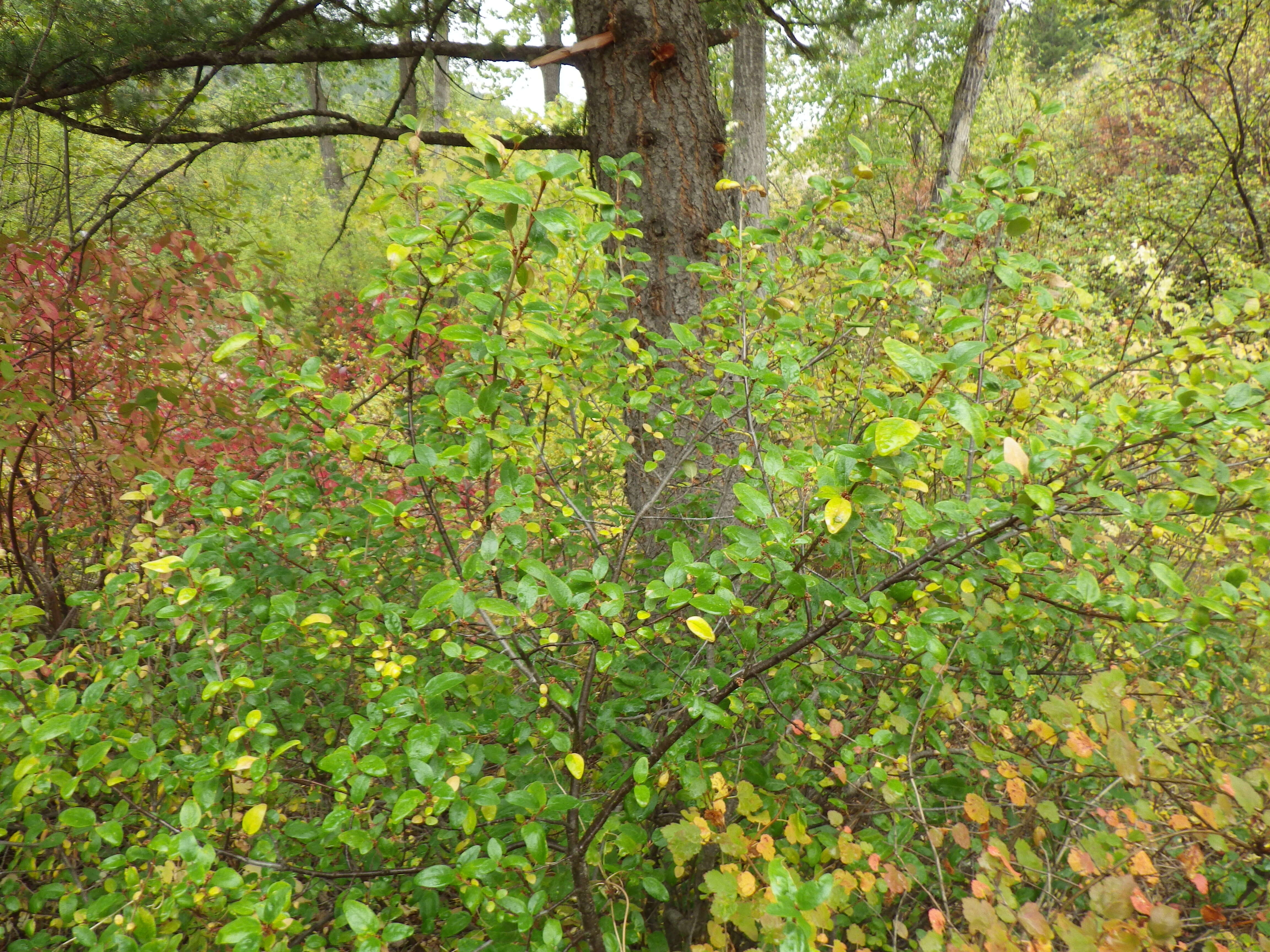 Image of russet buffaloberry