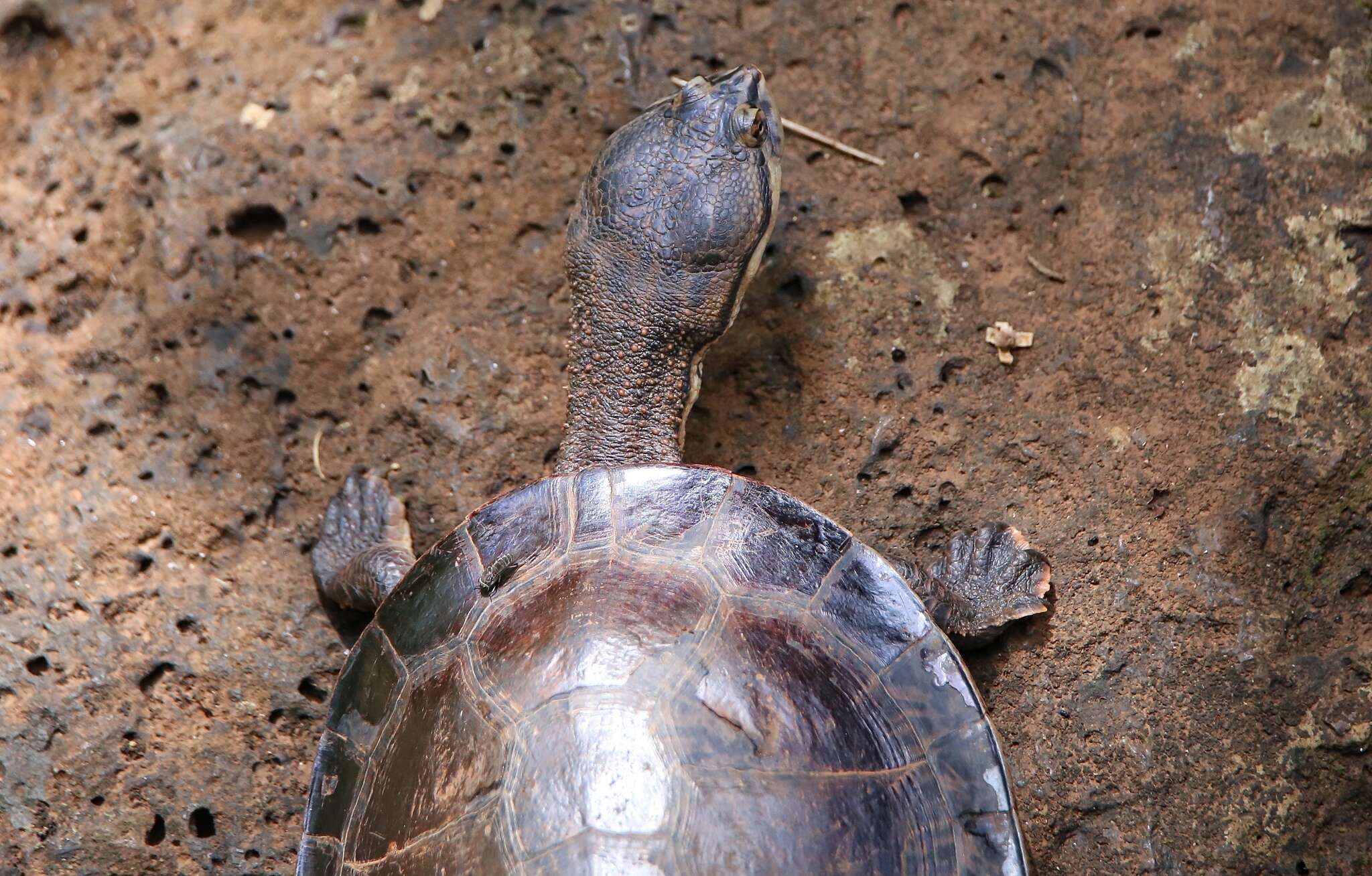 Image of William’s South-American Side-necked Turtle