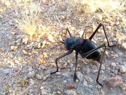 Image of Long-legged Armoured Katydid