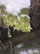 Image of callicladium moss