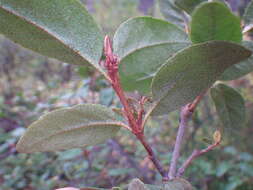 Imagem de Shepherdia canadensis (L.) Nutt.