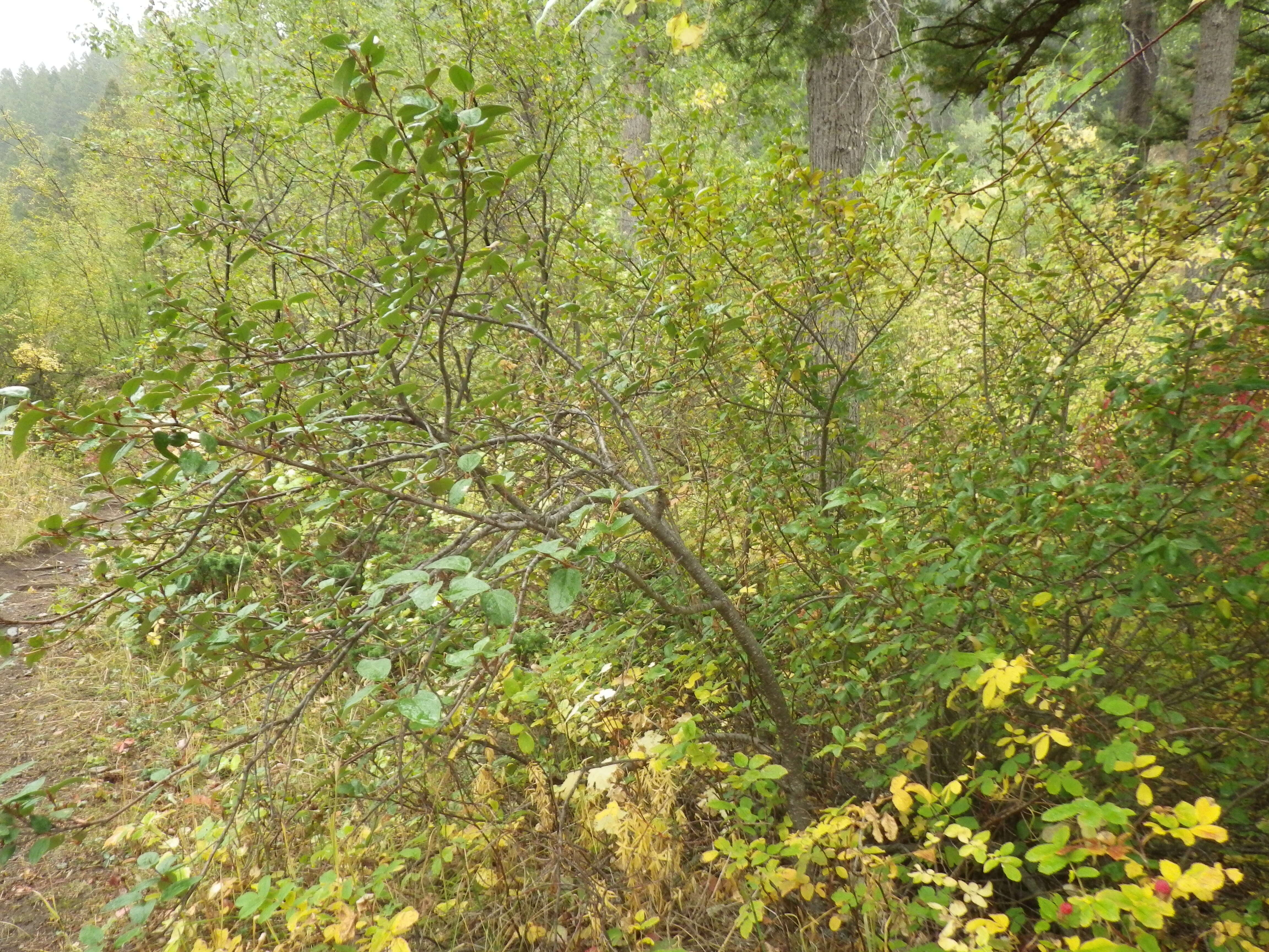 Image of russet buffaloberry