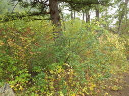 Imagem de Shepherdia canadensis (L.) Nutt.