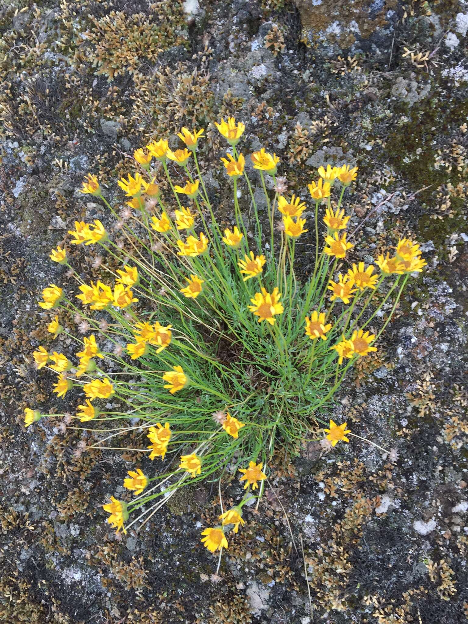 Image de Erigeron linearis (Hook.) Piper