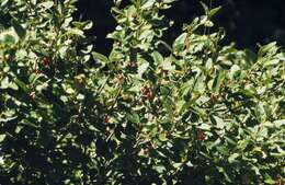 Image of russet buffaloberry