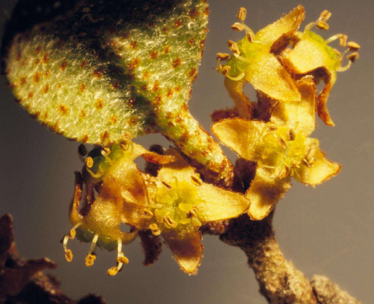 Image of russet buffaloberry