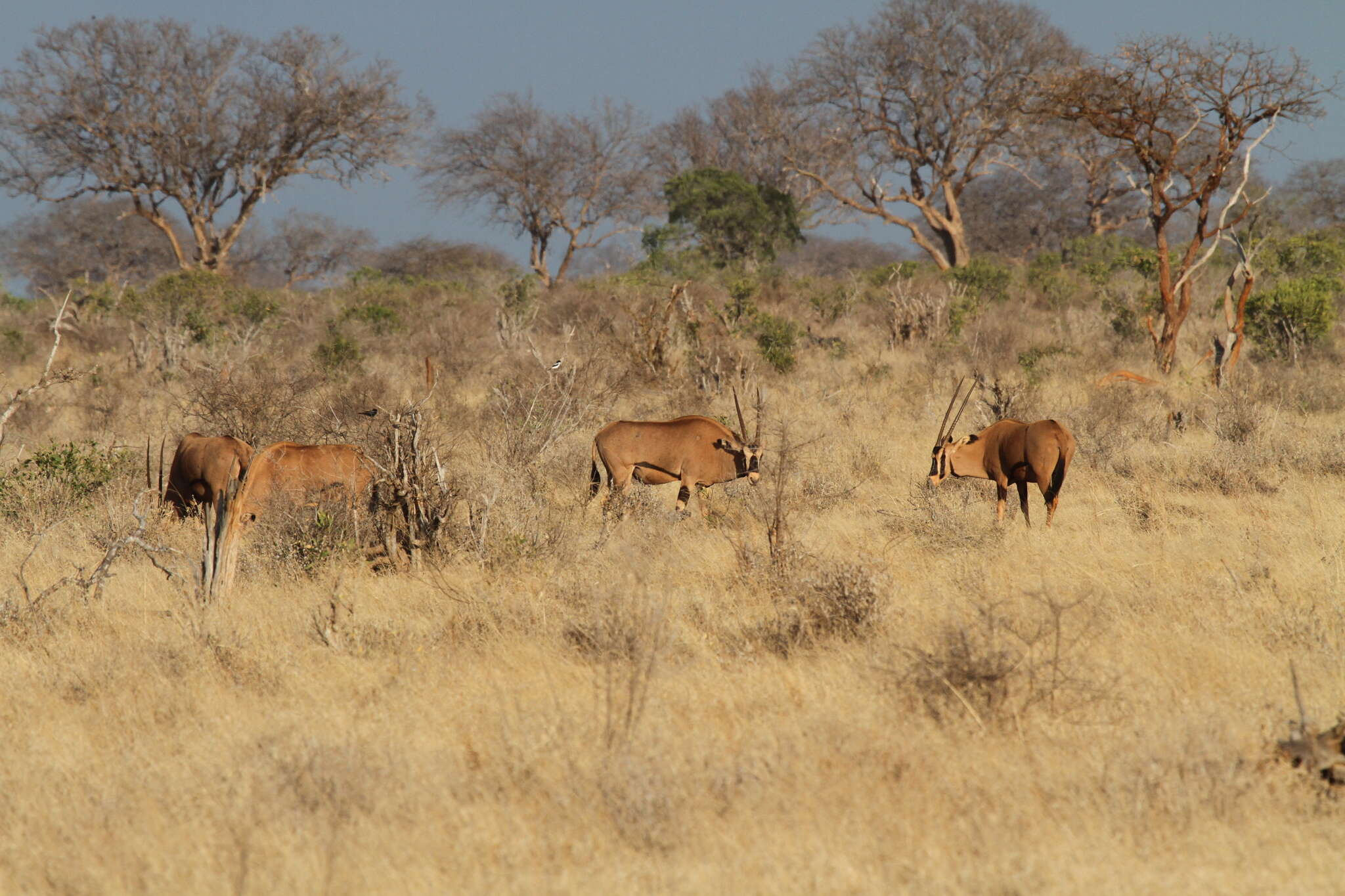 Image of Fringe-eared oryx