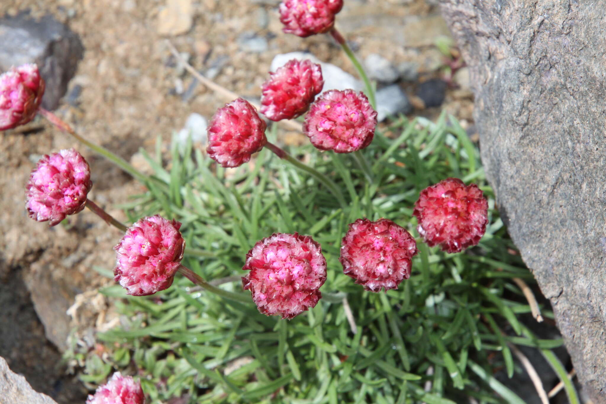 Image of Armeria maritima subsp. andina (Poeppig ex Boiss.) D. M. Moore & Yates