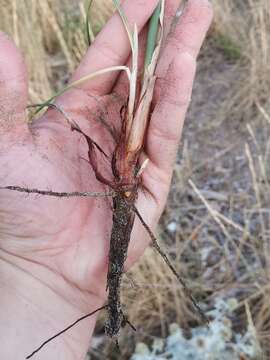 Image de Cyperus capitatus Vand.