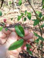 Image of southern crab apple