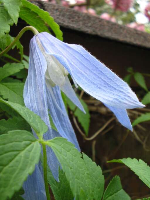 Image of alpine clematis