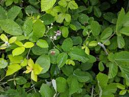 Imagem de Rubus ulmifolius var. anoplothyrsus