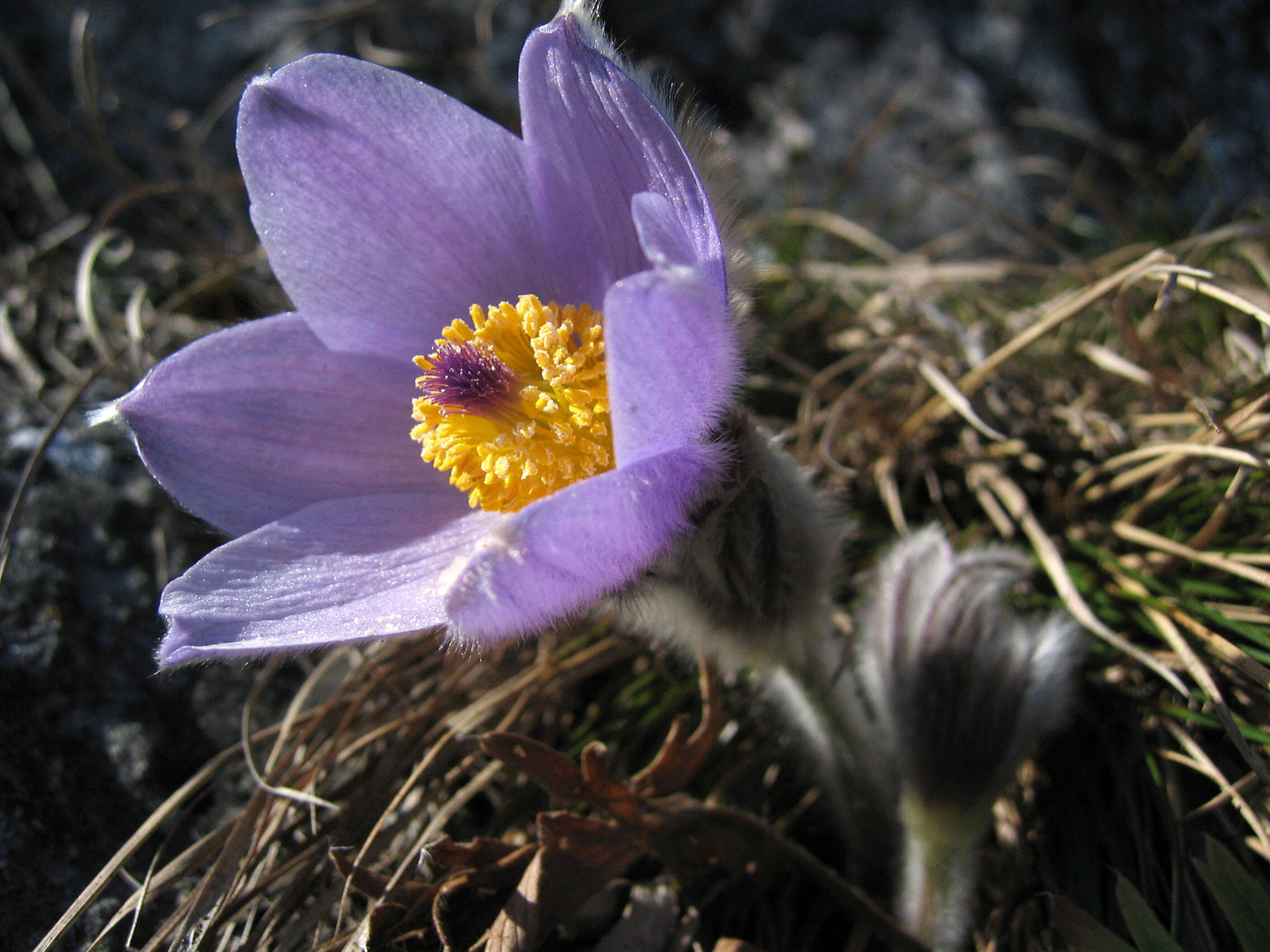 Imagem de Pulsatilla vulgaris Miller