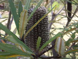 Image of blue banksia