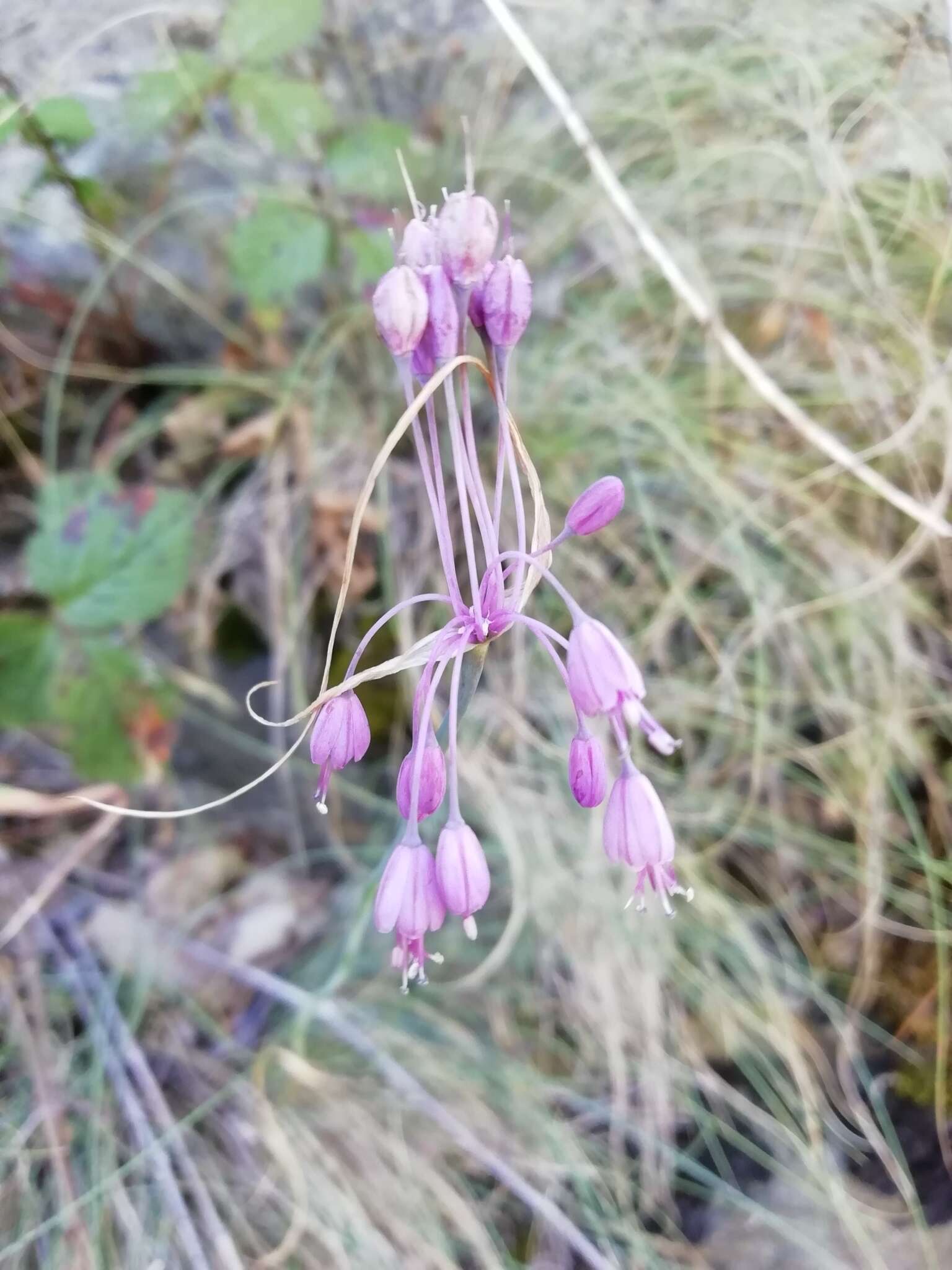 Image of Allium carinatum subsp. pulchellum (G. Don) Bonnier & Layens