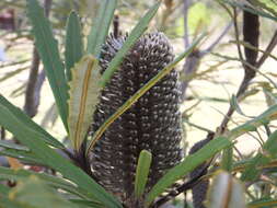 Image of blue banksia