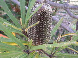 Image of blue banksia