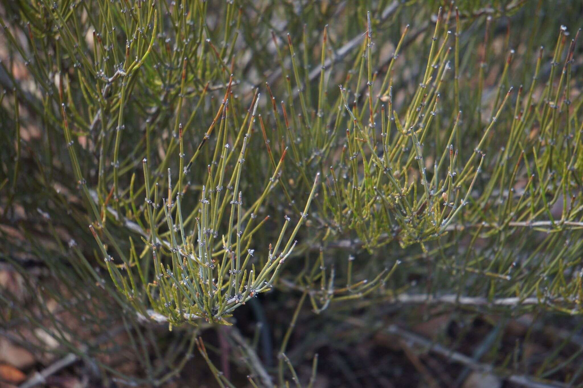 Image of California Ephedra