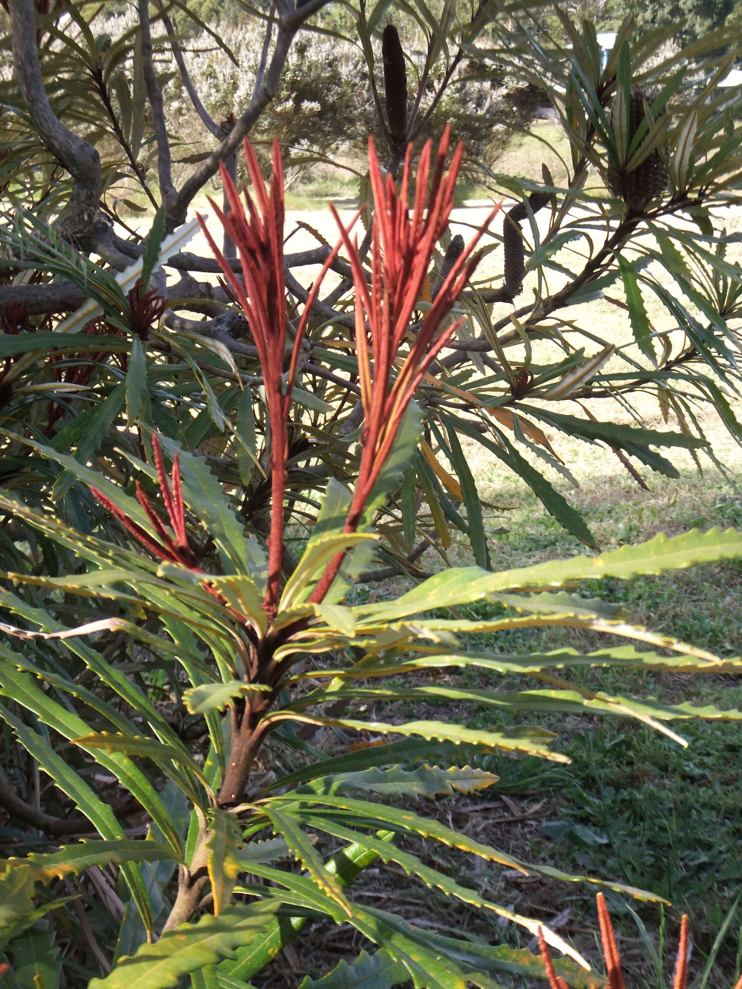 Image of blue banksia