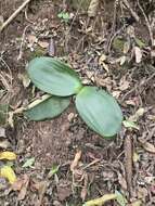 Imagem de Haemanthus deformis Hook. fil.