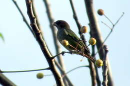 Image of Chestnut-backed Tanager