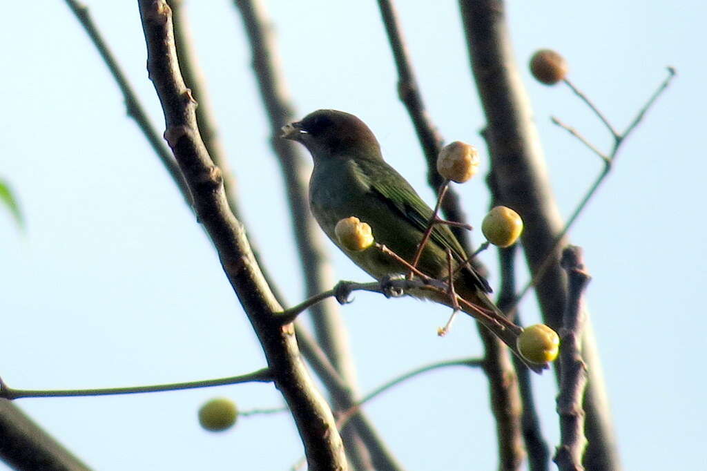 Stilpnia preciosa (Cabanis 1851) resmi