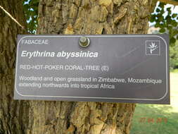 Imagem de Erythrina abyssinica DC.