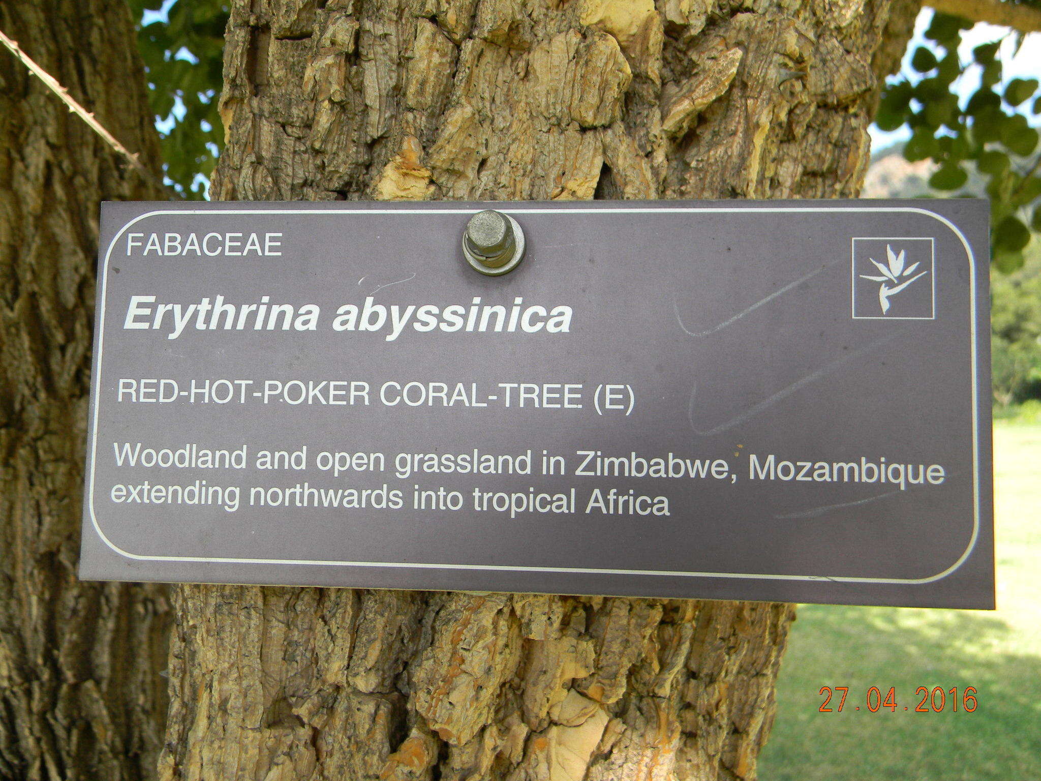 Image of erythrina