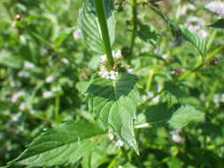 Image of wild mint