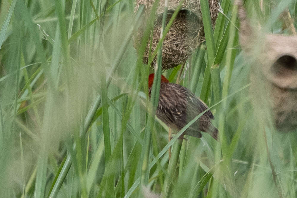 Слика од Quelea cardinalis (Hartlaub 1880)