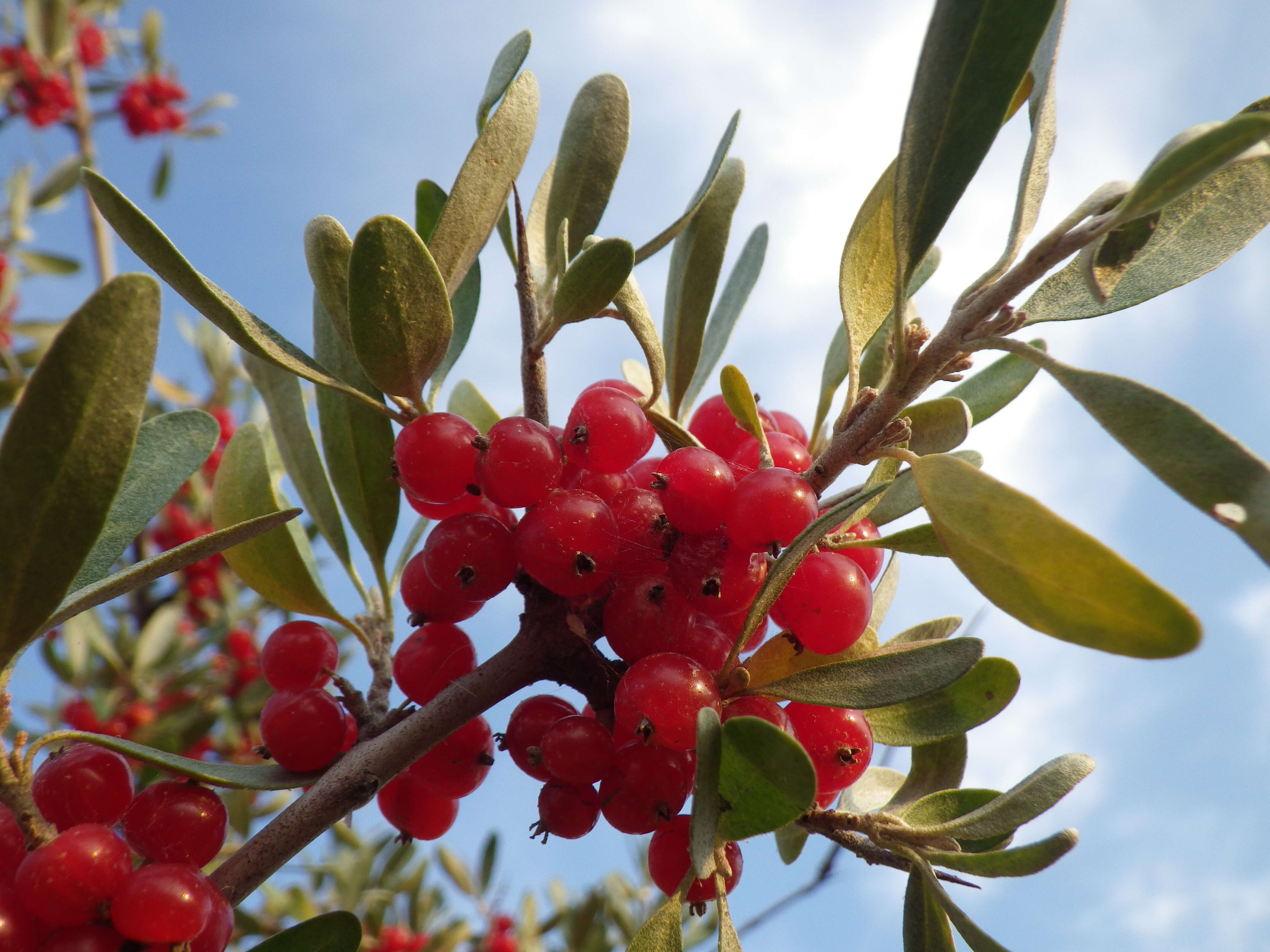 Image of silver buffaloberry