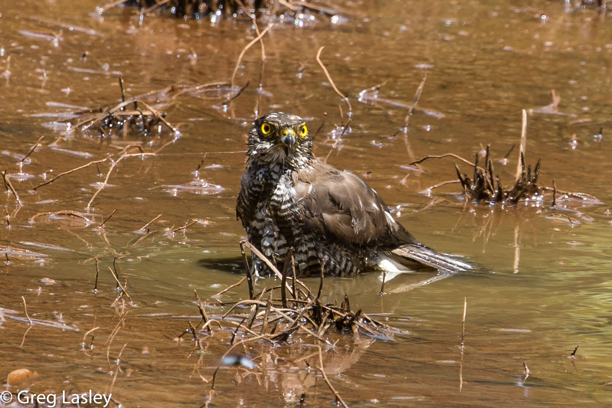 Image of Madagascan Sparrowhawk