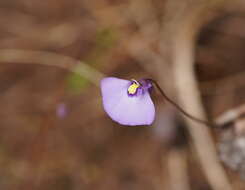 Image de Utricularia barkeri R. W. Jobson