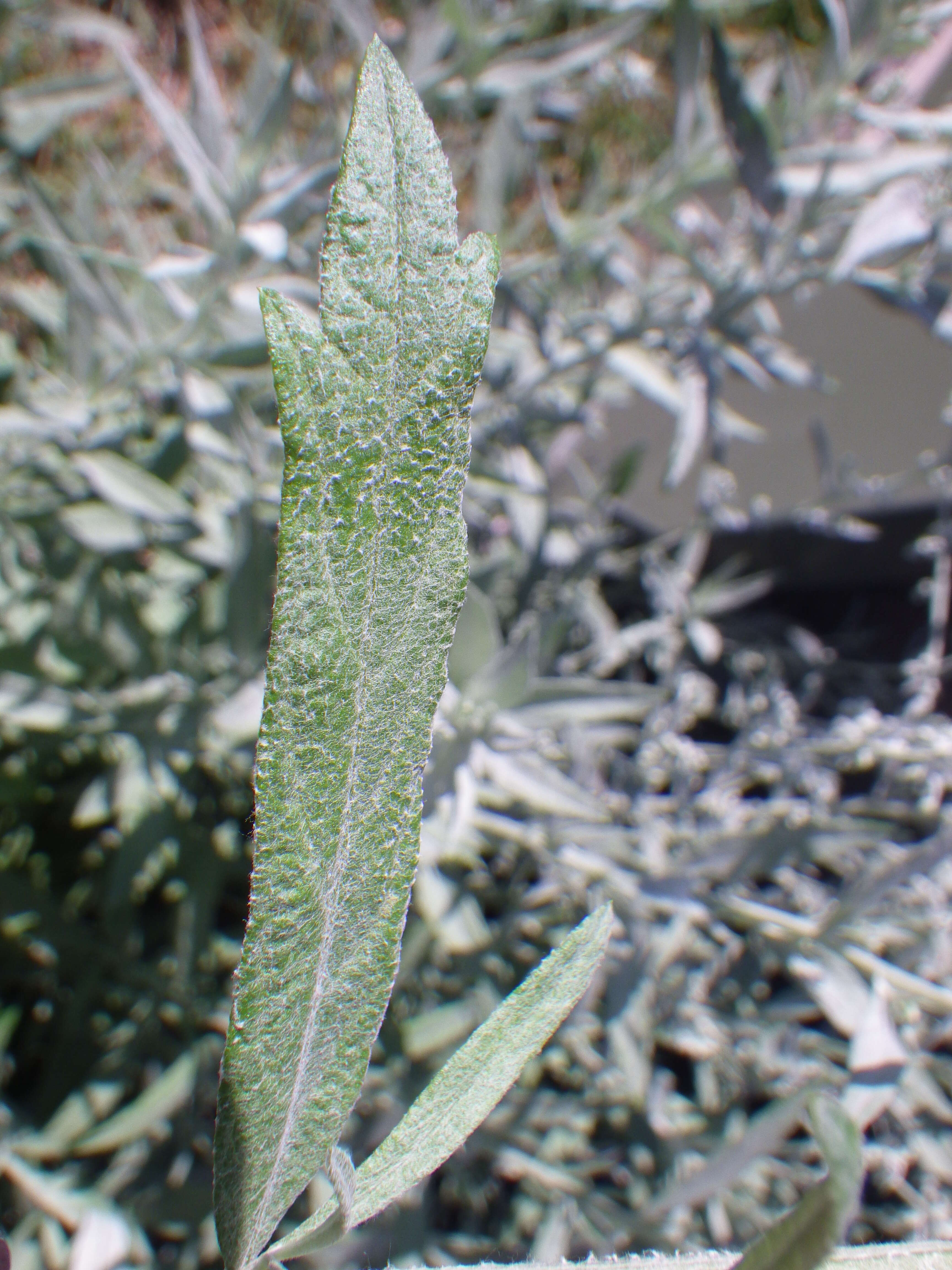 Image of white sagebrush