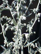 Image of white sagebrush