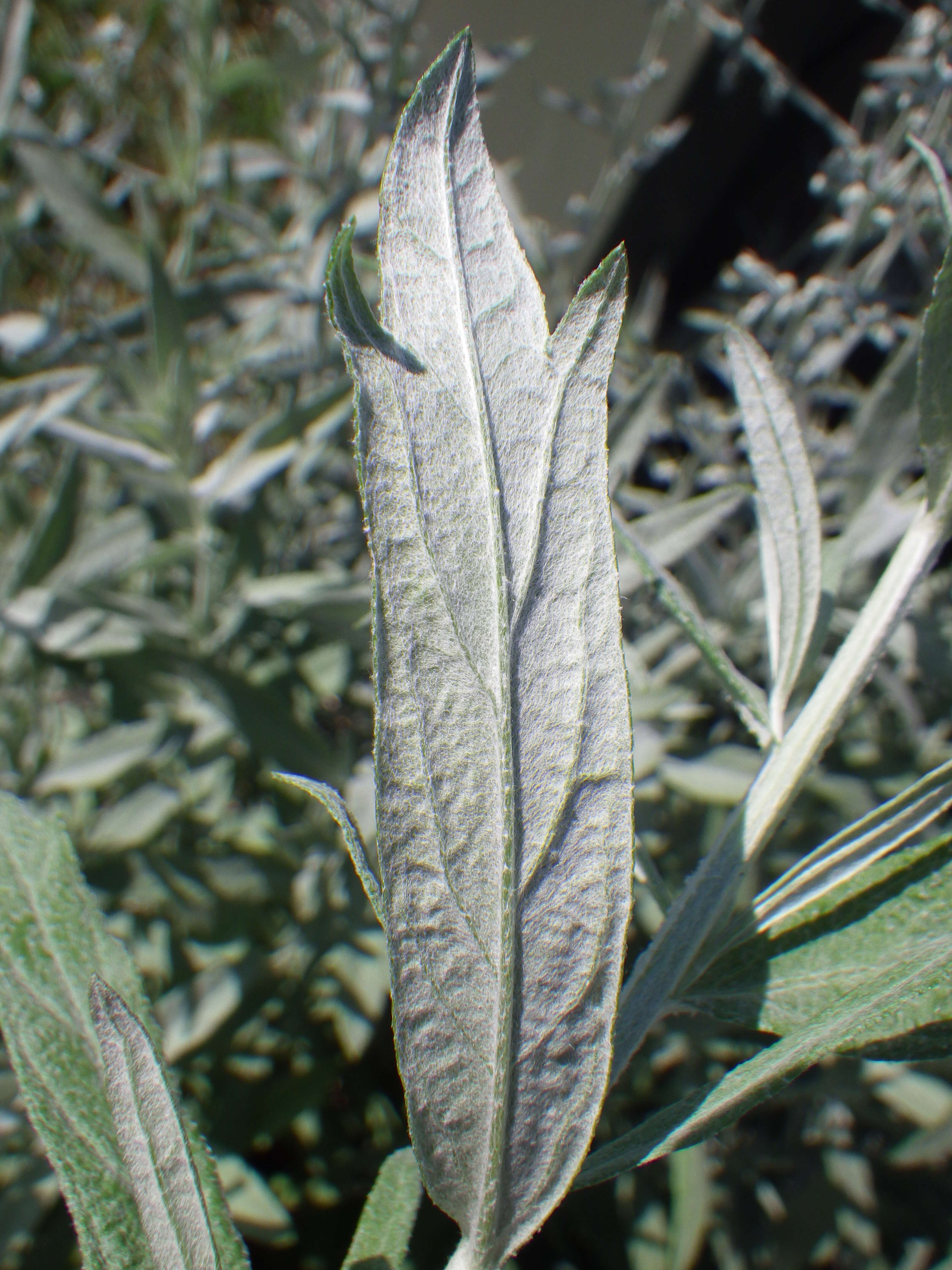 Image of white sagebrush