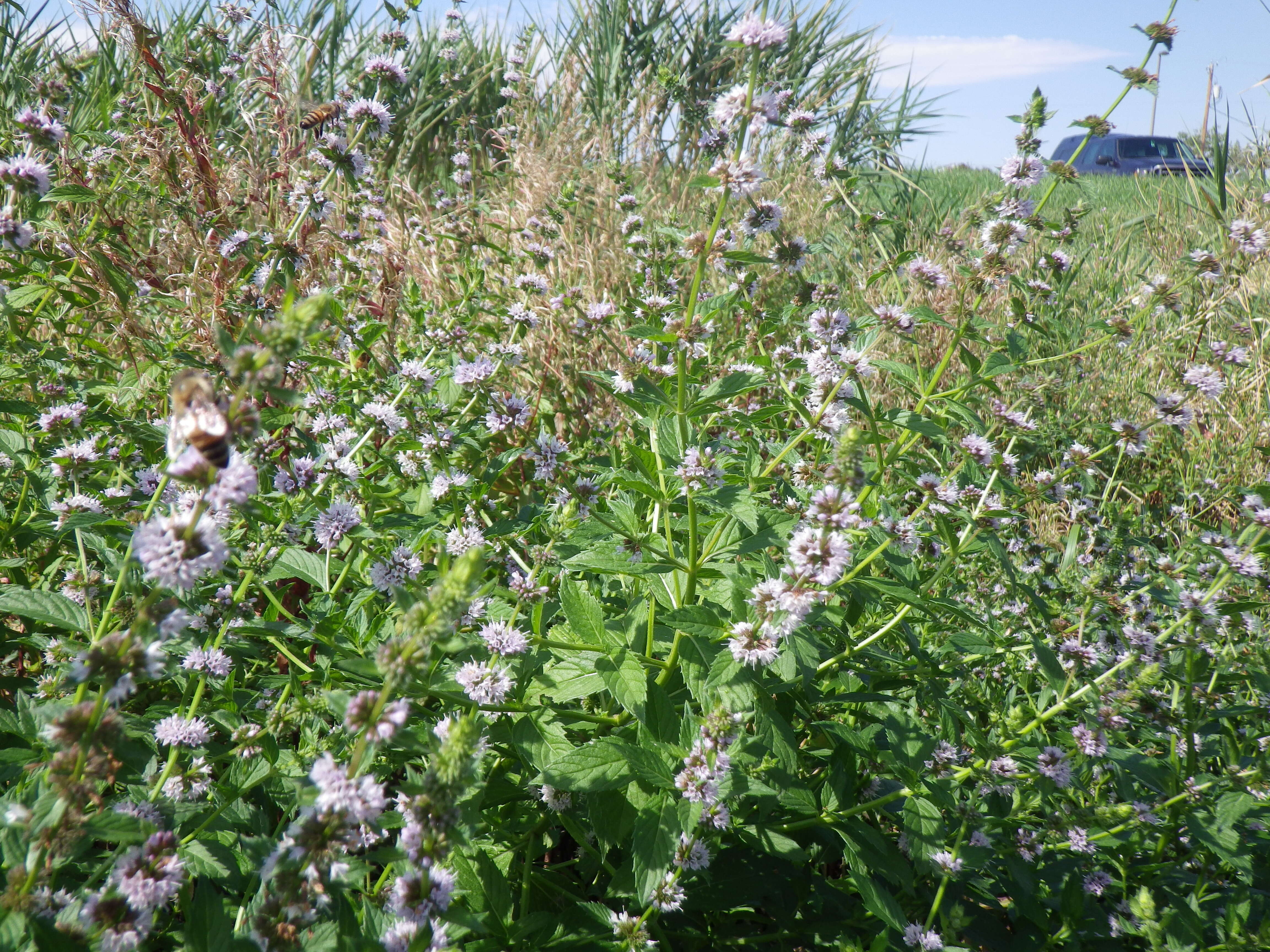 Image of wild mint