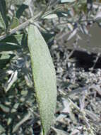 Image of white sagebrush